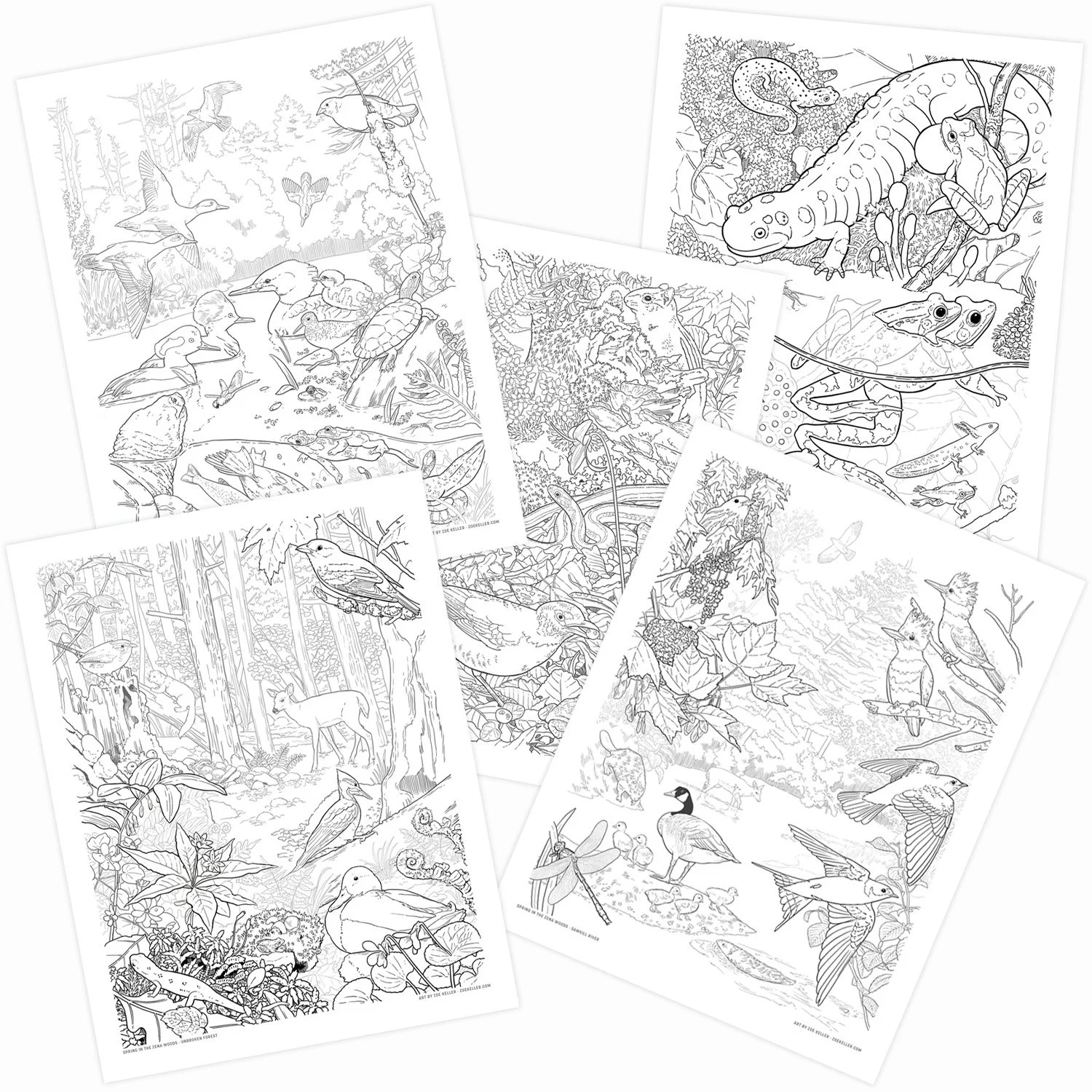 Store — Zoe Keller Nature Art